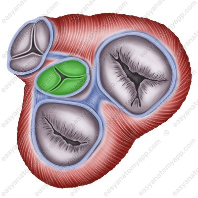 Аортальный клапан (valva aortae)